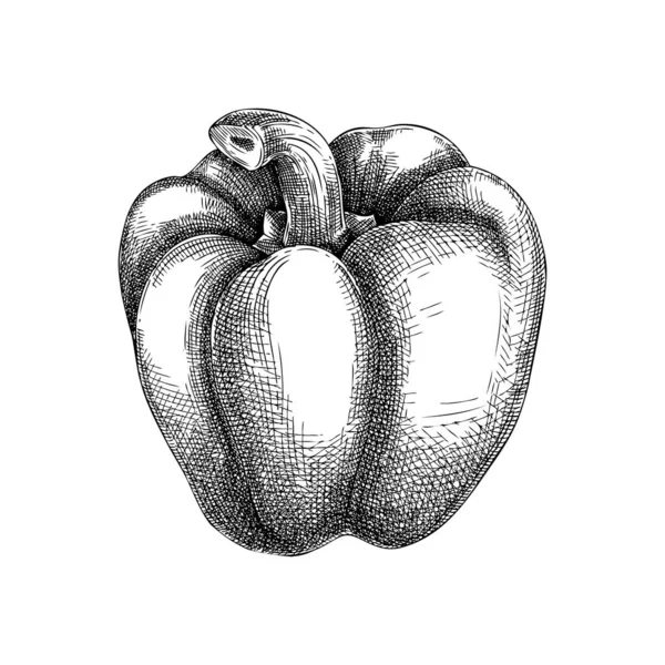 新鲜的胡椒素描 手绘素描 健康的食物植物 生鲜甜椒的矢量画图 用于食品杂货 菜单设计的辣椒 — 图库矢量图片