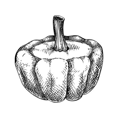 Taze Pattypan kabağı skeci. Elle çizilmiş Sebze Çizimi. Sağlıklı gıda bitkisi. Çiğ kabağın vektör çizimi. Market, market, ambalaj, tarifler, menü tasarımı için patisson.