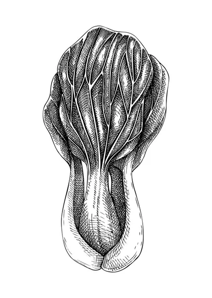 Bok Choy Sketch Fresco Ilustração Vegetal Esboçada Mão Planta Alimentar — Vetor de Stock