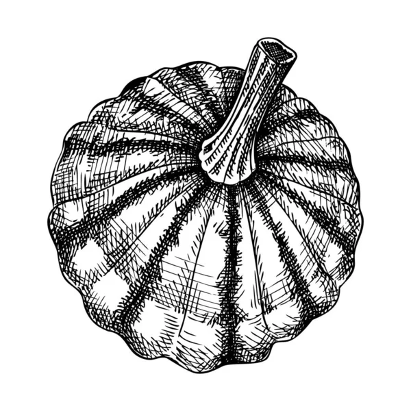 Свежий Скетч Сквошу Паттипана Ручной Набросок Овощной Иллюстрации Растение Здорового — стоковый вектор