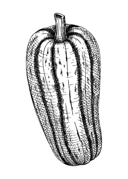 新鲜的骨髓素描手绘素描 健康的食物植物 生养南瓜的矢量画图 食品杂货 菜谱设计 — 图库矢量图片