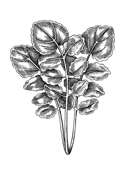 Fresh Watercress Sketch Hand Sketched Leaf Vegetable Illustration Healthy Food — Stock Vector