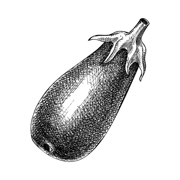 Fresh Eggplant Sketch Hand Sketched Vegetable Illustration Healthy Food Plant — Stock Vector
