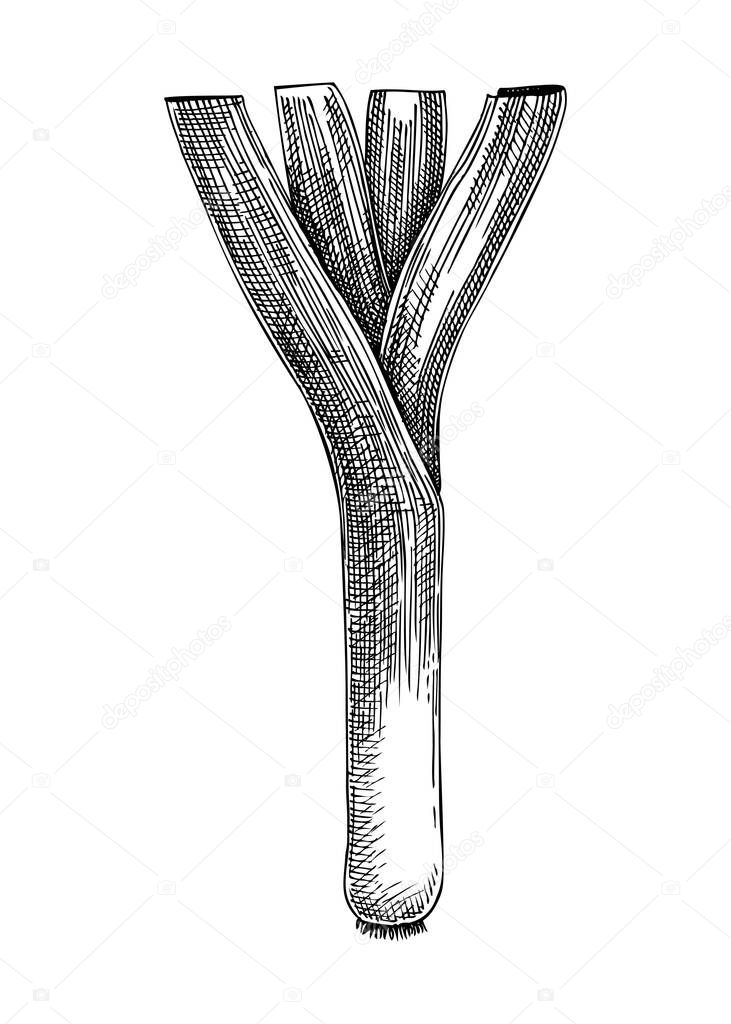 Fresh leek sketch. Hand-sketched Vegetable illustration. Healthy food plant. Vector drawing of raw cultivated onion. Vegetables for grocery, markets, packaging, recipes, menus design.