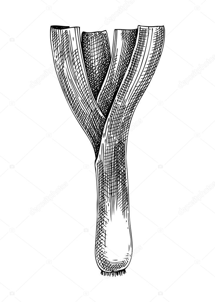 Fresh leek sketch. Hand-sketched Vegetable illustration. Healthy food plant. Vector drawing of raw cultivated onion. Vegetables for grocery, markets, packaging, recipes, menus design.