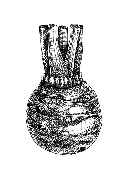Verse Selderijwortel Schets Tuingroentetekening Biologische Groene Voedselplant Gewortelde Groente Met — Stockvector