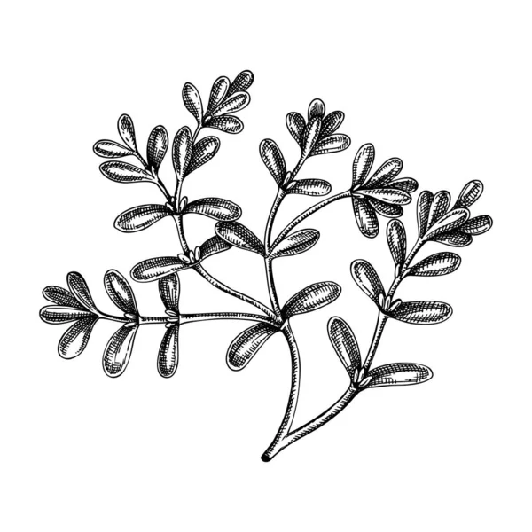 Fresh Purslane Sketch Garden Herbs Drawing Organic Green Leaf Vegetable — Stock Vector