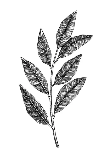 Frischer Lorbeerbaum Mit Blättern Garten Gewürzzeichnung Bio Grüne Würzige Pflanze — Stockvektor