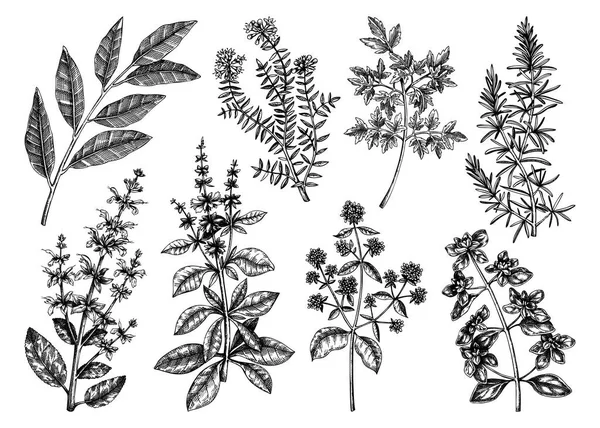 Collection Vectorielle Herbes Épices Typiques Pour Cuisine Italienne Illustration Plantes — Image vectorielle