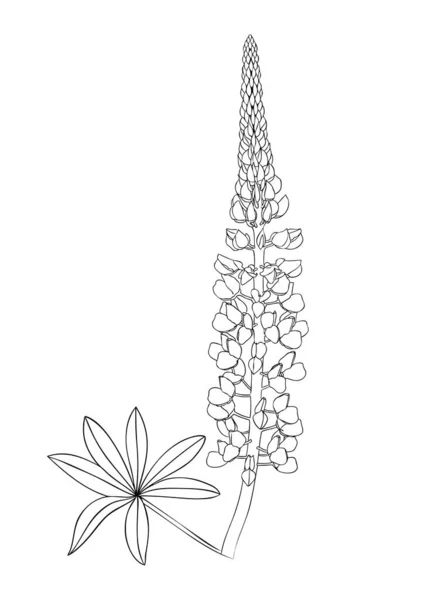 Arte Linha Ilustração Trepadeira Desenho Elegante Flores Verão Bud Lupine —  Vetores de Stock