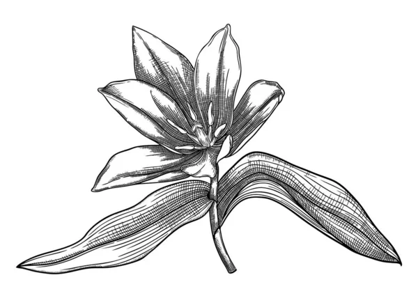 Elegant Poppy Illustration Botanical Drawing Summer Flowers Hand Drawn Garden — Stock Vector