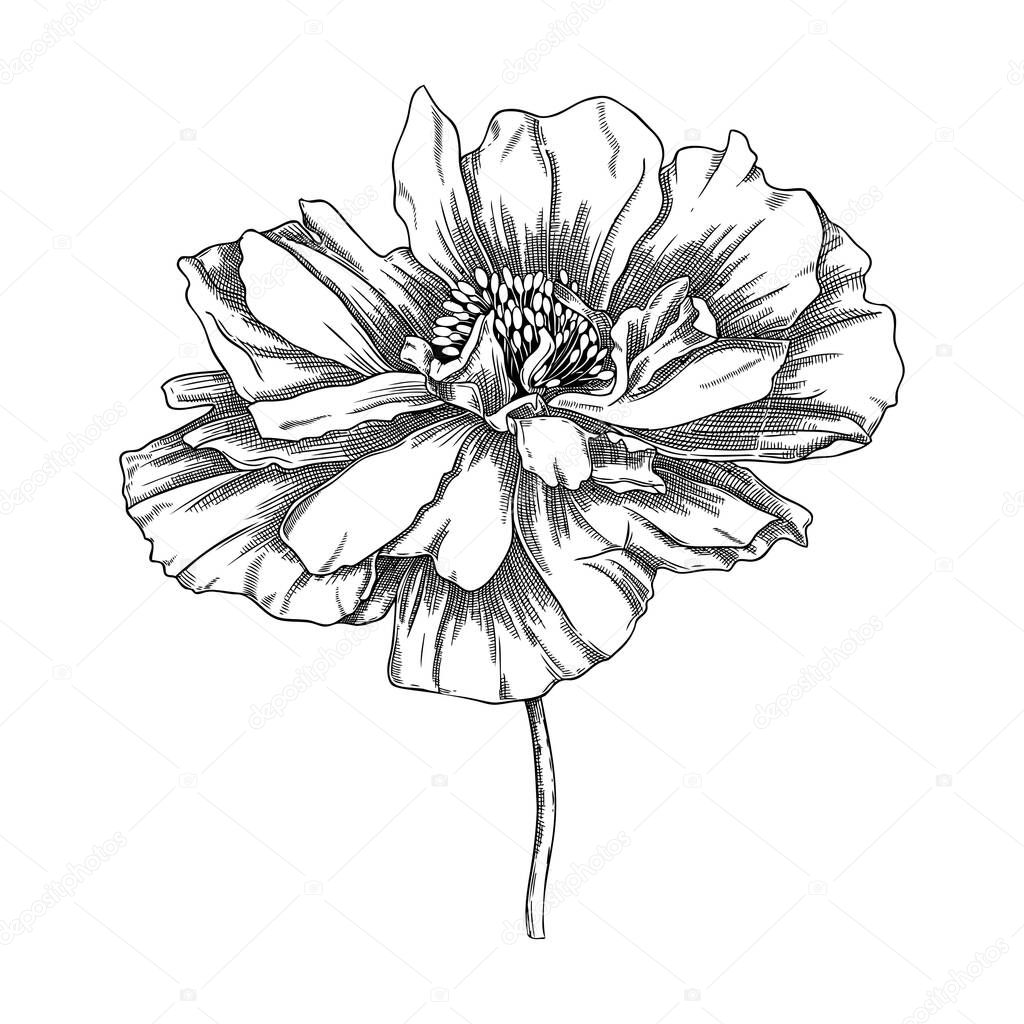 Elegant poppy illustration. Botanical drawing of summer flowers. Hand-drawn garden poppy bud. Engraved style floral drawing on white background. Hand-sketched flower for wedding or brand design