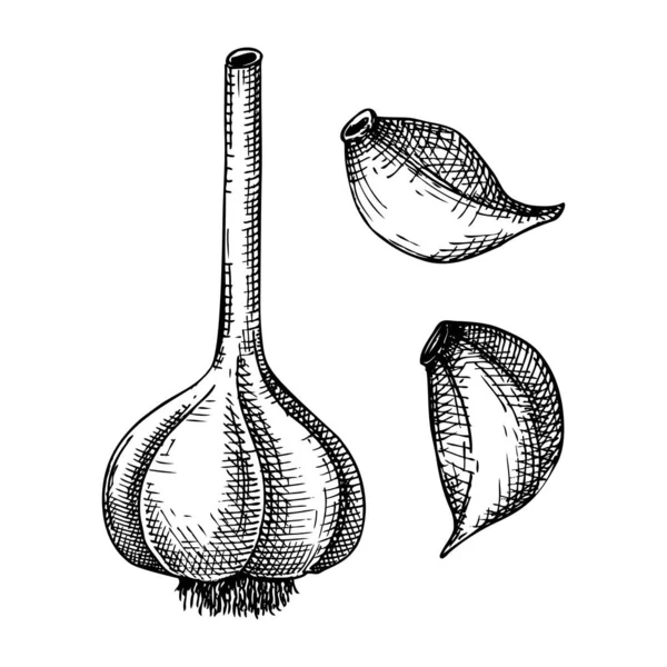 Verse Knoflookschets Met Hand Geschetste Plantaardige Illustratie Gezonde Voedselplant Vectortekening — Stockvector