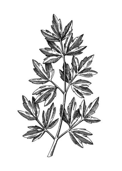 Fresh Lovage Sketch Hand Sketched Vegetable Illustration Healthy Food Herbal — Stock Vector