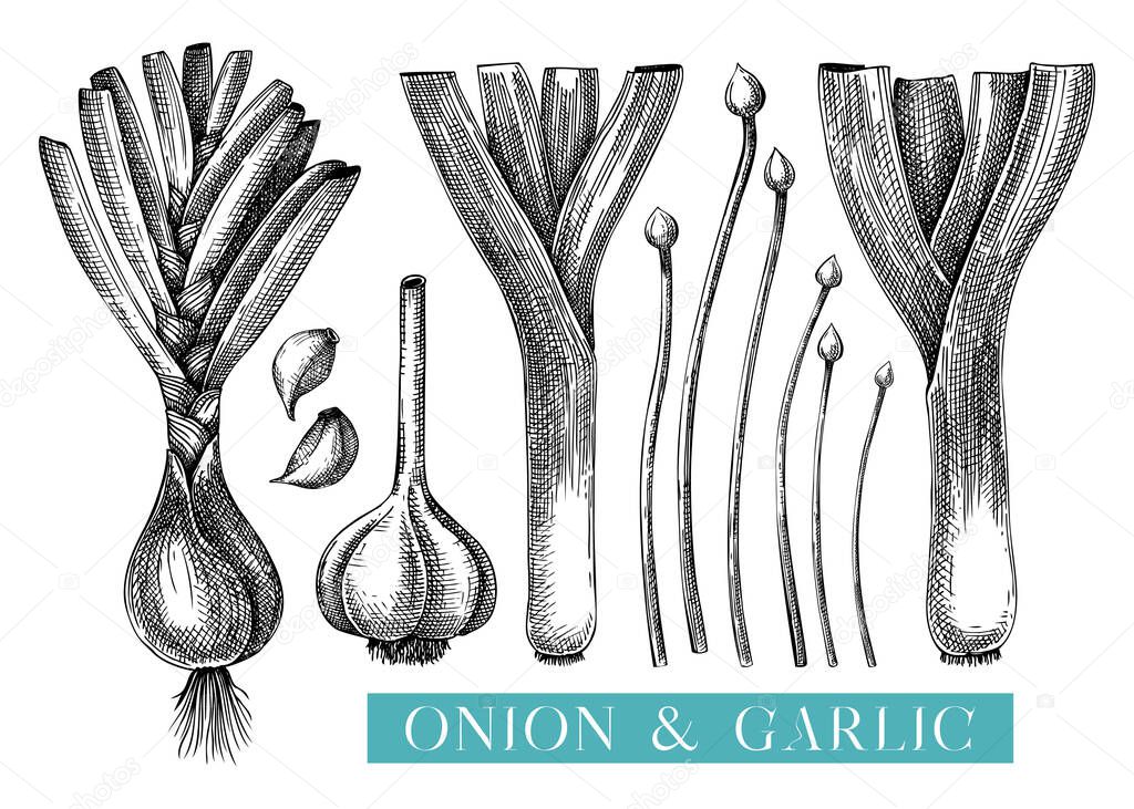 Fresh onion sketches set. Hand-sketched Vegetable illustrations. Healthy food plant. Vector drawing of raw cultivated onion, leek, chives, garlic. For packaging, recipes, menus design.