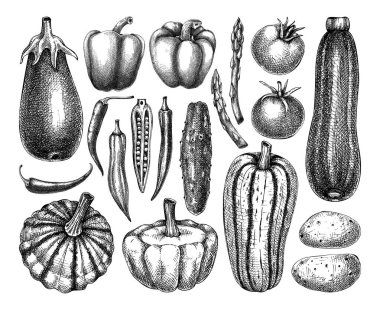 El yapımı sebze koleksiyonu. El yapımı domates, kabak biberi, kuşkonmaz, patates, kuşkonmaz çizimleri. Eski bitki elementleri oymalı. Sebzeler hazır..