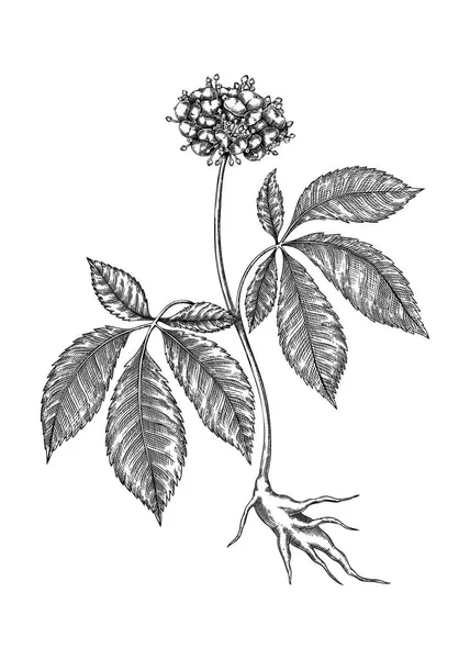 Ginseng Adaptogenic Plant Illustration Hand Sketched Ginseng Drawing Great Traditional — стоковий вектор