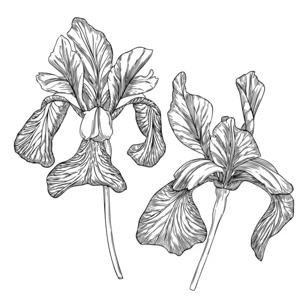 Ilustración Elegante Del Iris Dibujo Botánico Flores Verano Brote Iris — Vector de stock