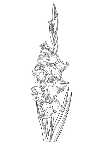 Elegant Gladiolus Illustration Botanical Drawing Summer Flowers Hand Drawn Garden — Wektor stockowy