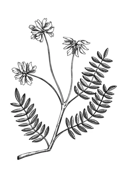 Astragalus. Adaptojenik bitki botanik çizimi. El yapımı Ginseng çizimi. Geleneksel tıp, kozmetoloji, Ayurveda, klinik araştırma tasarımı için harika. Doğal adaptojen çizgi sanat tasarımı