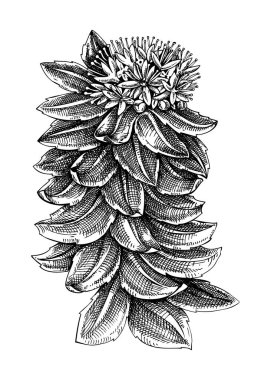 Rodos. Adaptojenik bitki botanik çizimi. Rodos 'un elle çizilmiş çizimi. Geleneksel tıp, kozmetoloji, Ayurveda ve klinik araştırma tasarımı için harika. Doğal adaptojen çizimi