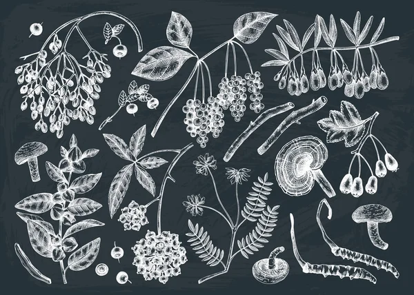 适应性植物图片集 手绘的药用浆果 黑板上的草药 完美的标签或包装 病媒植物的轮廓 老式风格的植物学元素 — 图库矢量图片