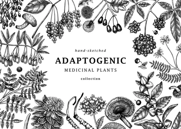 Adaptogenic Plants Background Hand Sketched Medicinal Herbs Weeds Berries Leaves —  Vetores de Stock
