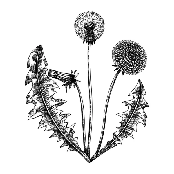Goji Berry Adaptogenic Plant Botanical Sketch Hand Sketched Goji Berry — Image vectorielle