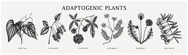 适应性基因植物的收集 手工素描植物图集 完美的配方 病媒药用植物 草本植物 — 图库矢量图片