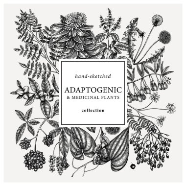 Adaptogenic plants square wreath. Hand-sketched medicinal herbs, weeds, berries, leaves frame design. Perfect for brands, label, packaging. Hand sketched adaptogens outlines. Botanical illustrations.