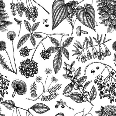 Adaptogenic plants background. Hand-sketched medicinal herbs, weeds, berries, leaves seamless pattern. Perfect for brands, label, packaging. Hand sketched adaptogens outlines. Botanical illustrations.