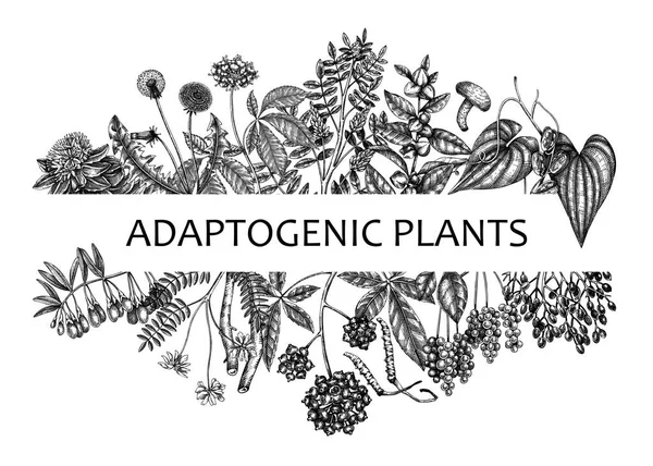 Adaptogenic Plants Banner Hand Sketched Medicinal Herbs Weeds Berries Leaves - Stok Vektor