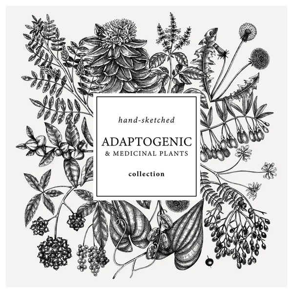 Adaptogenic Plants Square Wreath Hand Sketched Medicinal Herbs Weeds Berries — Stok Vektör