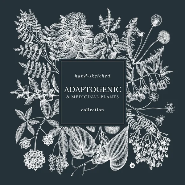 Adaptogenic Plants Square Wreath Chalkboard Hand Sketched Medicinal Herbs Weeds — Archivo Imágenes Vectoriales