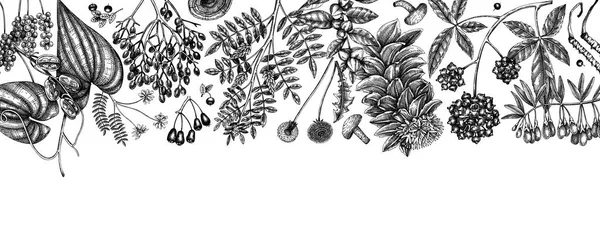 Adaptogenic Plants Background Hand Sketched Medicinal Herbs Weeds Berries Leaves — Vettoriale Stock