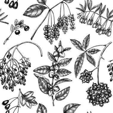 Medical plants seamless pattern. Hand-sketched adaptogenic herbs, weeds, berries, leaves backdrop. Perfect for brands, label, packaging, wrapping paper. Botanical illustration of adaptogenic plants
