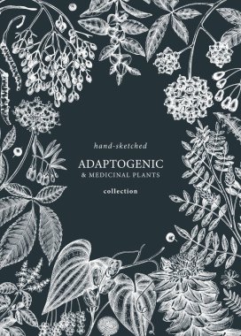 Botanical frame design with hand-sketched adaptogenic and medicinal  herbs, weeds, berries, leaves. Adaptogenic plants vector illustration on chalkboard. Perfect for label, packaging, banner template.
