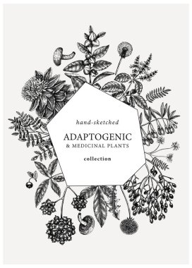 Adaptogenic plants vintage card. Hand-sketched medicinal herbs, weeds, berries, leaves frame design. Perfect for banners, label, packaging. Botanical illustration of adaptogenic plants