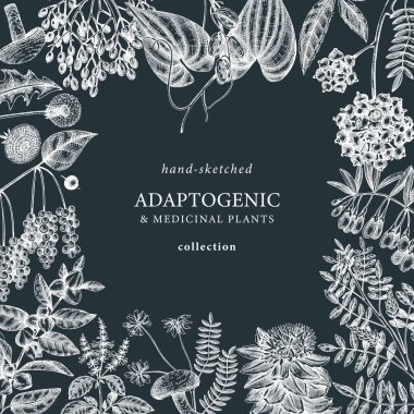 Adaptogenic plants square frame on chalkboard. Hand-sketched medicinal herbs, weeds, berries, leaves card design. Perfect for invitation, label, packaging. Adaptogens botanical illustration.