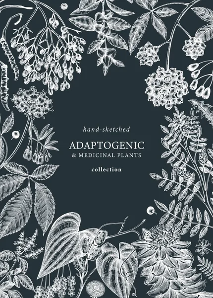 Botanical Frame Design Hand Sketched Adaptogenic Medicinal Herbs Weeds Berries — Archivo Imágenes Vectoriales