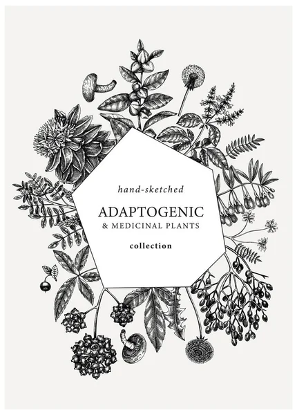 Adaptogenic Plants Vintage Card Hand Sketched Medicinal Herbs Weeds Berries — Vector de stock