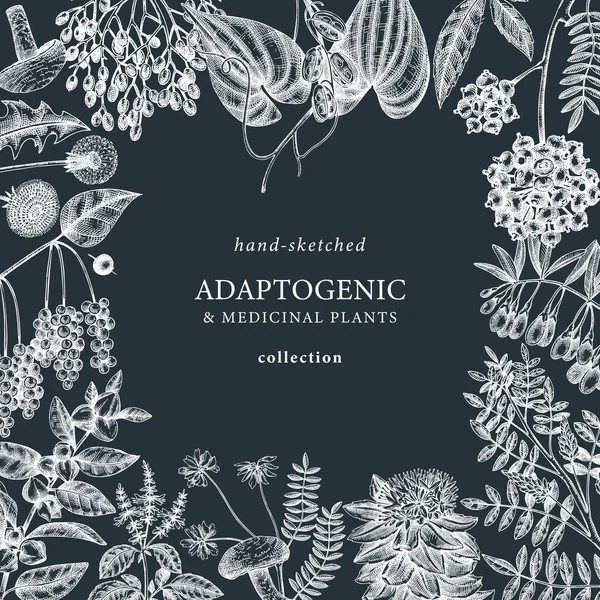 Adaptogenic Plants Square Frame Chalkboard Hand Sketched Medicinal Herbs Weeds — стоковый вектор