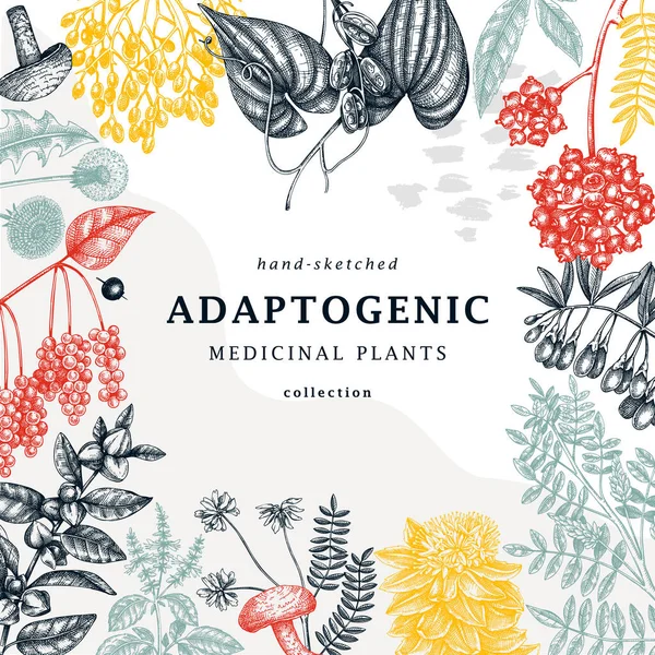 Adaptogenic Plants Trendy Card Collage Style Hand Sketched Medicinal Herbs — Archivo Imágenes Vectoriales