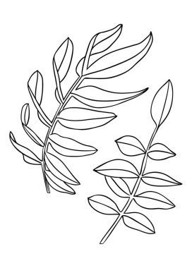 Zarif yapraklar çizimler. Botanik çizimleri. El yapımı bahçe yaprakları. Düğün dekorasyonu için çiçekler, tebrik kartları ve davetiyeler. 