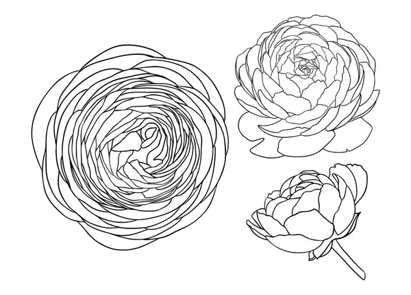 Elegant Ranunculus Illustrations Botanical Line Art Drawings Summer Flowers Hand — Vettoriale Stock