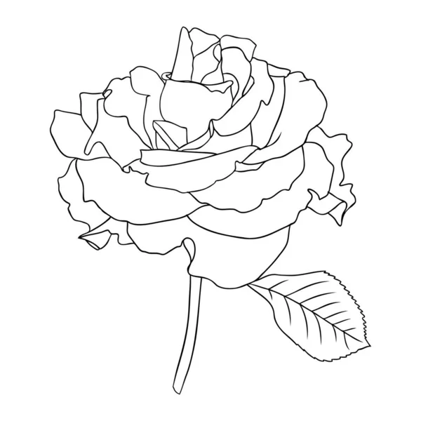 Elegant Rose Illustrations Botanical Line Art Drawings Summer Flowers Hand — Image vectorielle