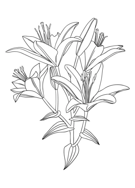 Elegante Lilienillustrationen Botanische Linienzeichnungen Von Sommerblumen Handgezeichnetes Garten Lilienzweig Set — Stockvektor