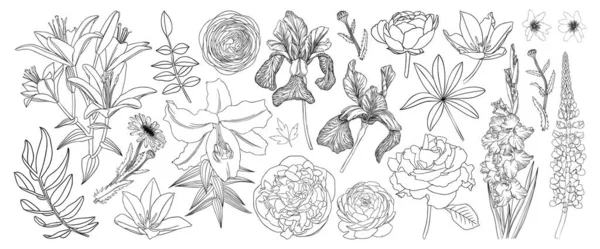 线条艺术花卉插图收藏 春夏花朵优美的线条画 手绘花园植物 花形轮廓 黑色和白色 婚礼或品牌设计用郁金香线艺术 — 图库矢量图片