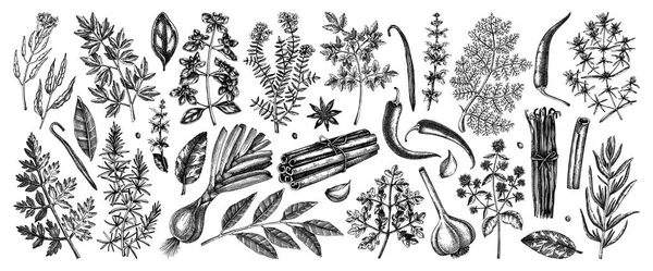 Hand Drawn Herbs Spices Sketches Collection Hand Sketched Food Illustrations — ストックベクタ