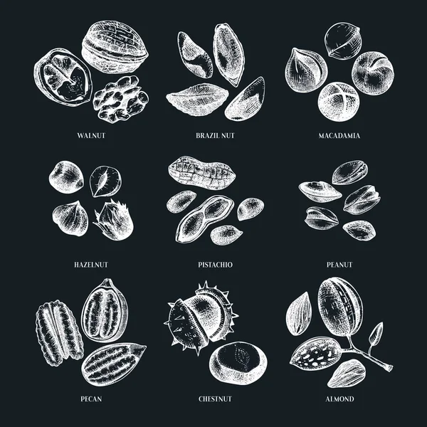 Vector Nuts Illustrations Collection Chalkboard Hand Drawn Pecan Macadamia Pine — Vetor de Stock